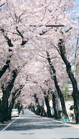 Sakura tunnel